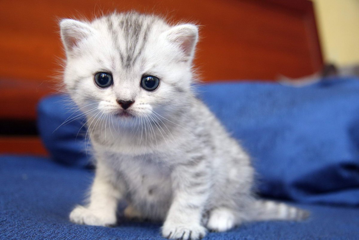 Котенок на английском