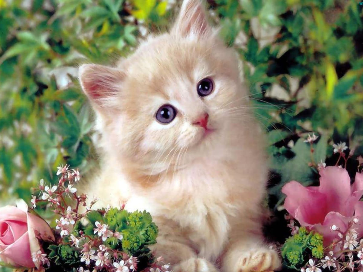 Голландские котята