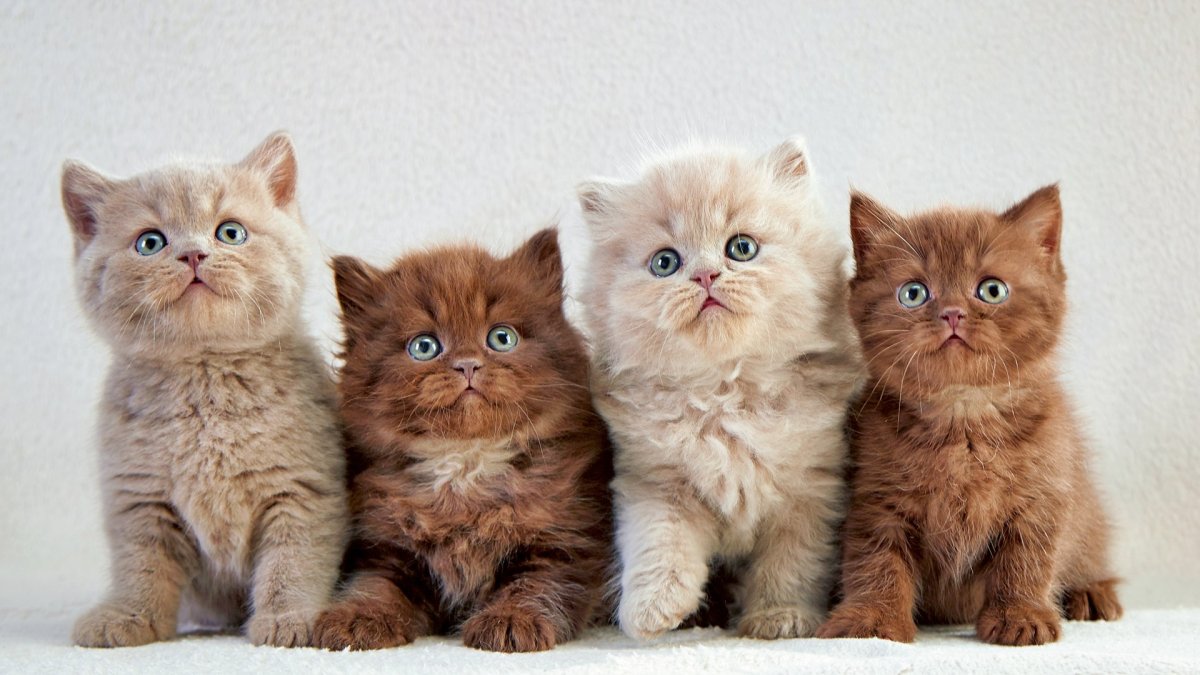Маленькие породистые котята