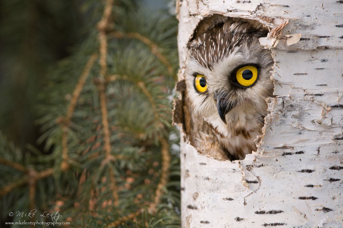 Карликовый сычик