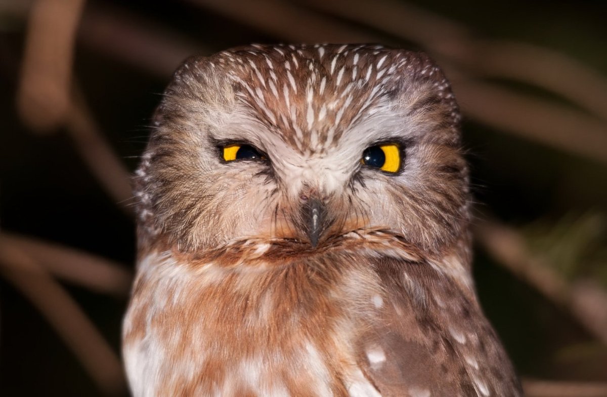 Совенок в очках