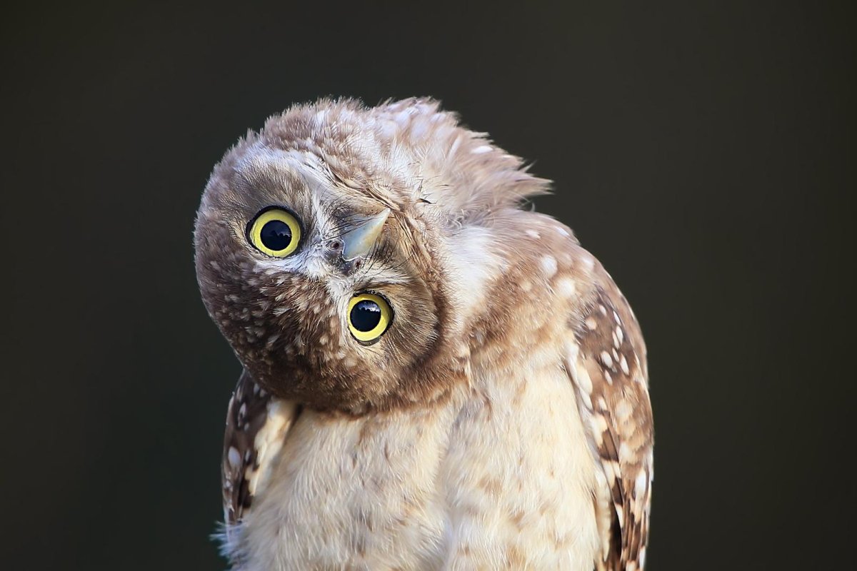 Растрепанная сова