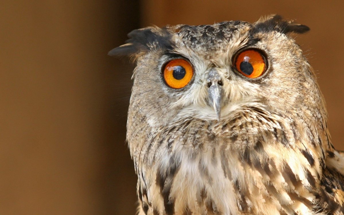 Очень красивая Сова