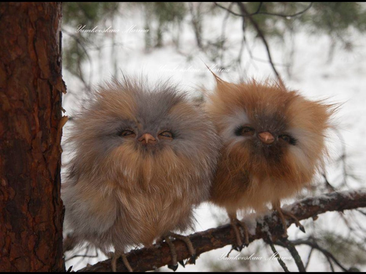 Пушистая птичка