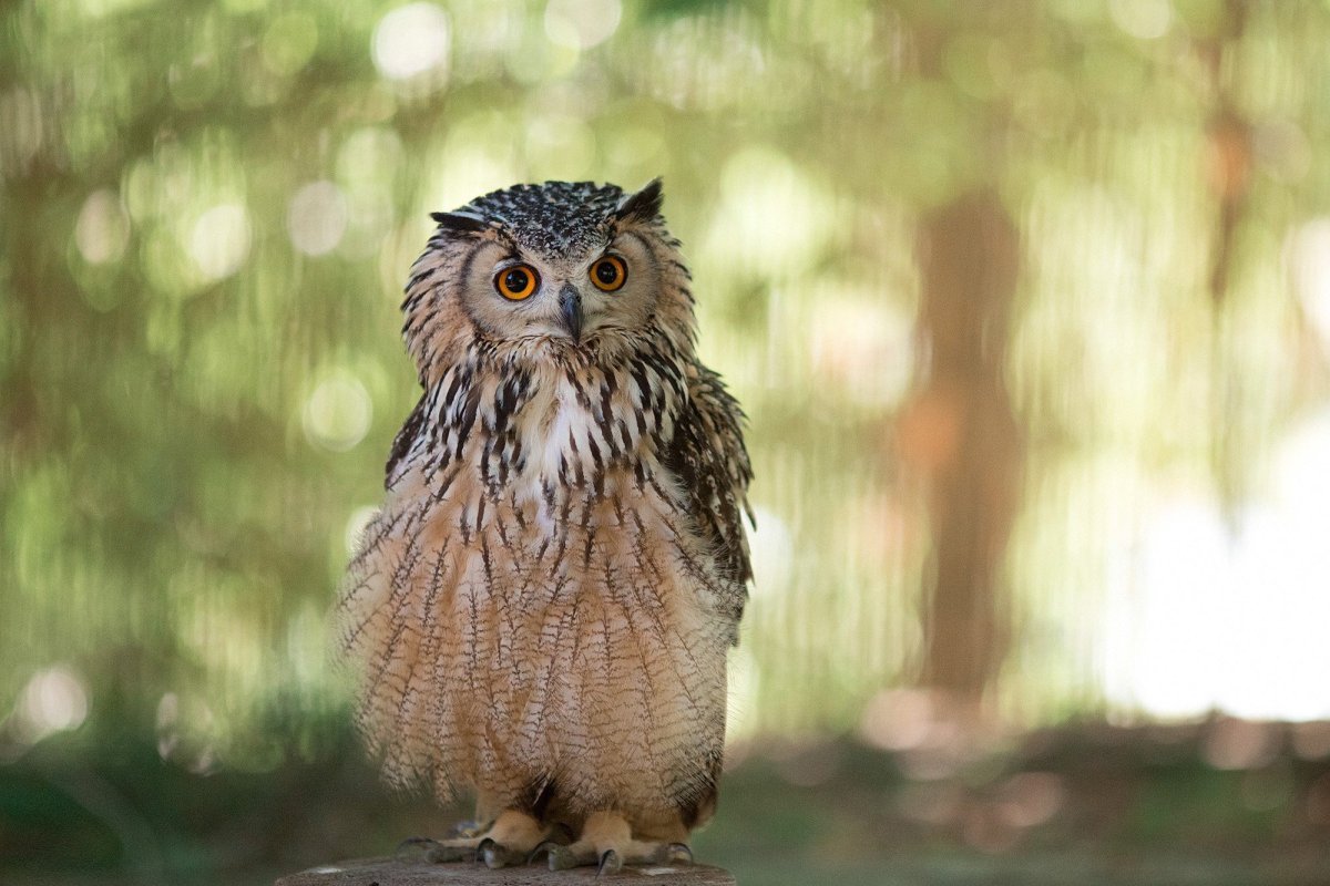 Полярная Сова спит