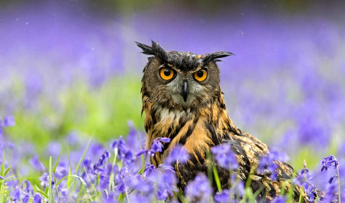 Обои на рабочий стол Совенок