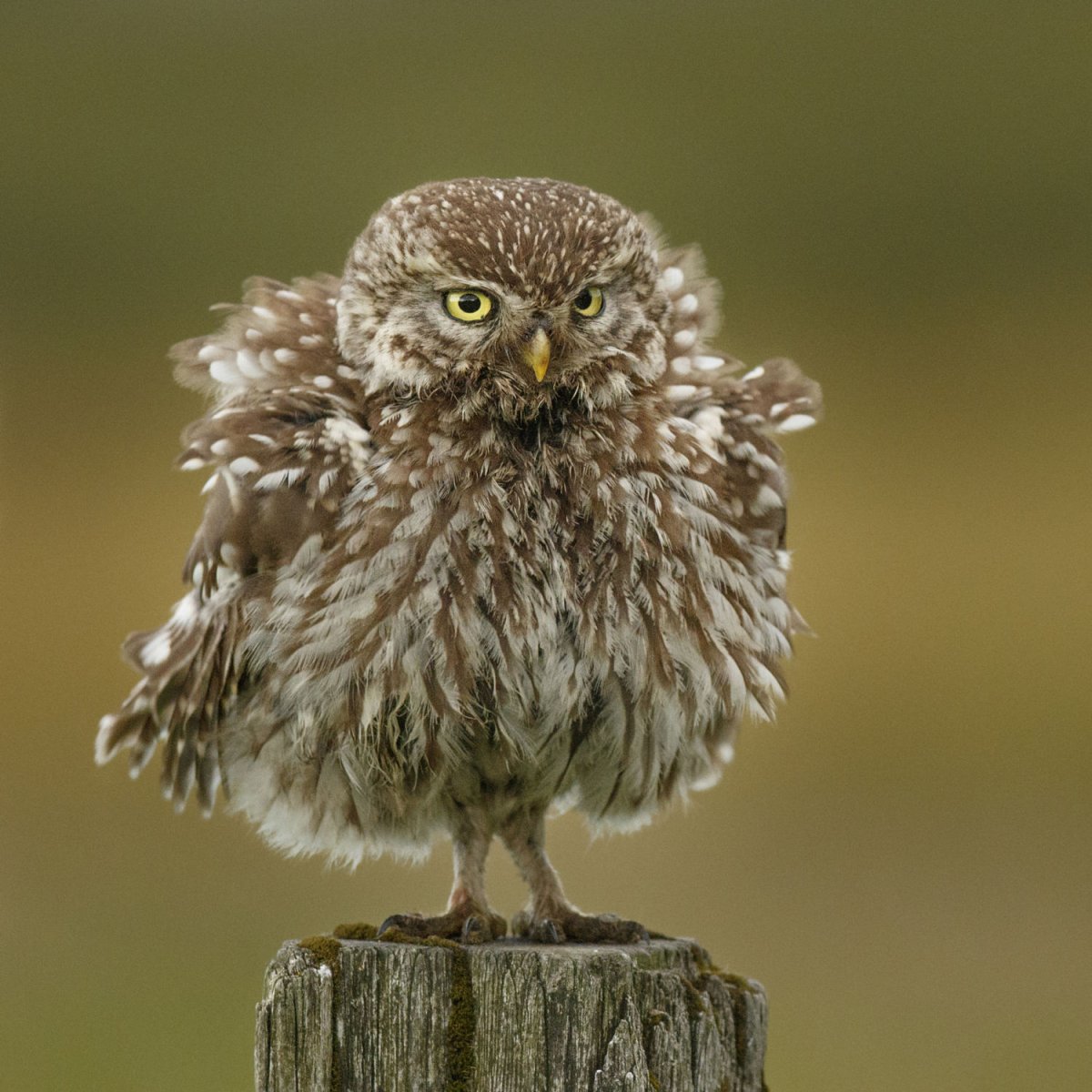 Ревун Гарри Поттер