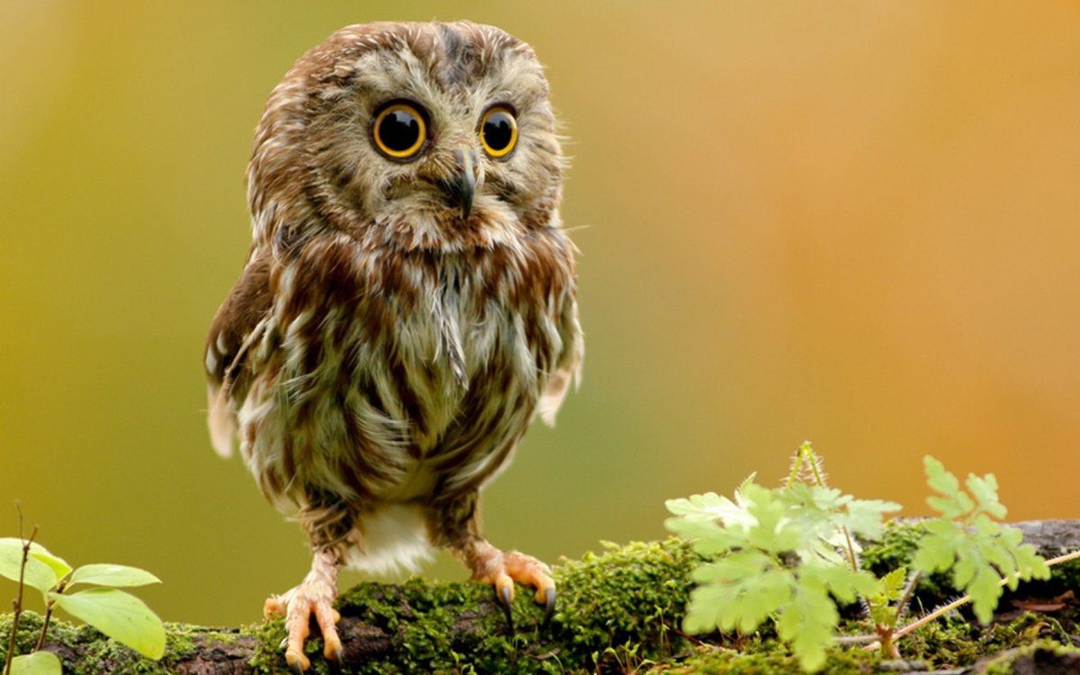 Смешные Совы