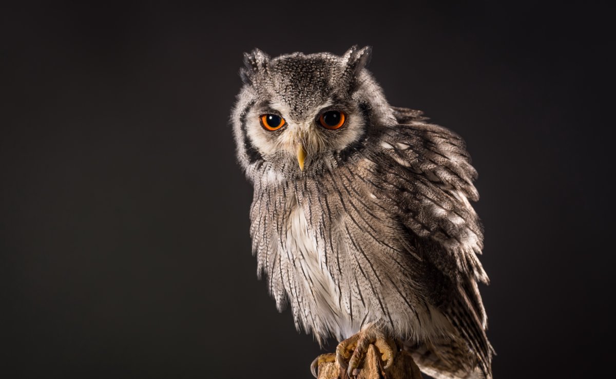 Растрепанная Сова