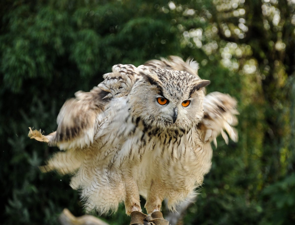 Смешные птицы