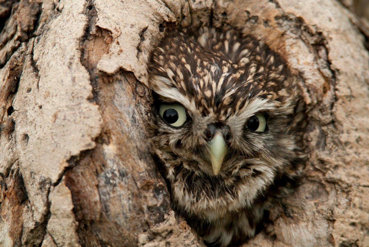 Ханна Дейл (Hannah Dale)