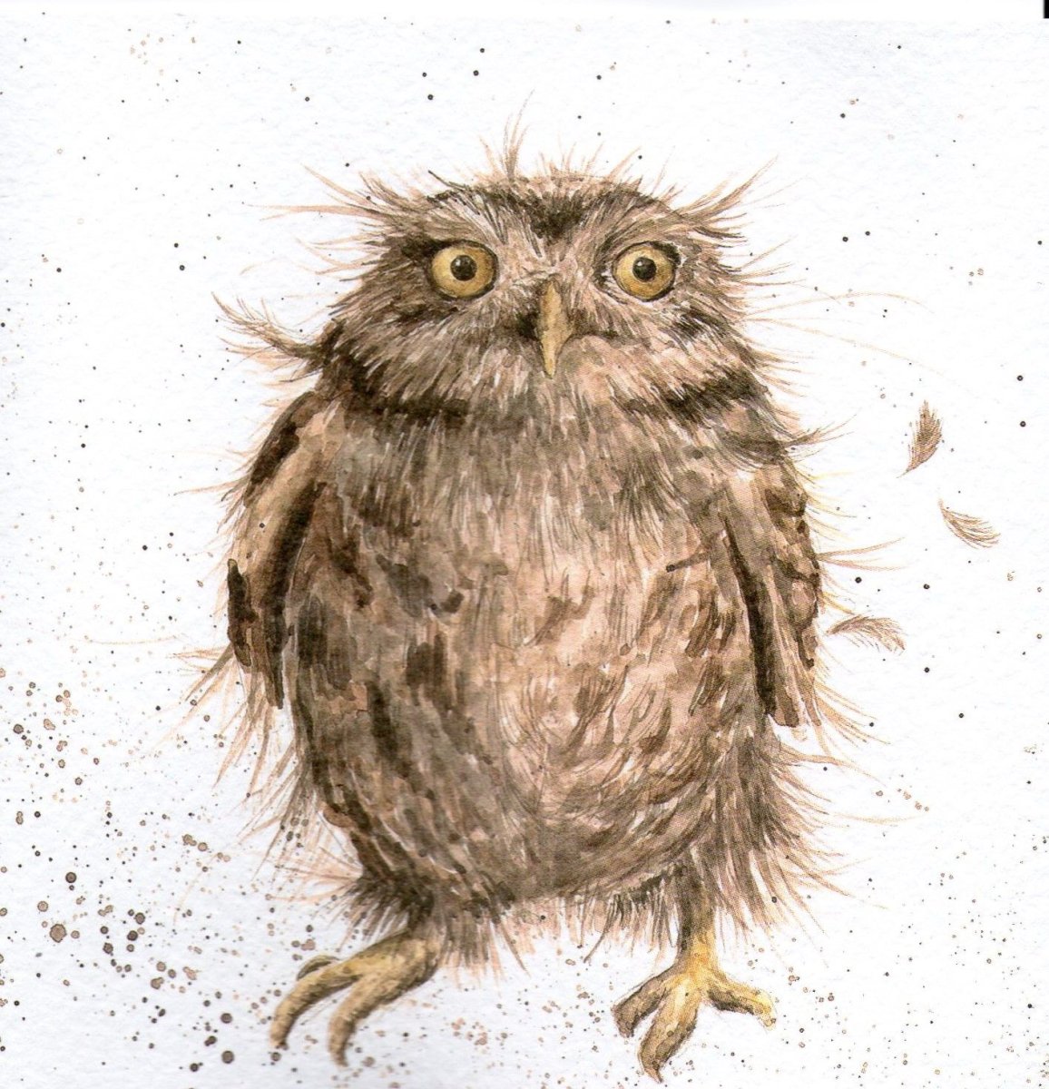 Сердитая Сова
