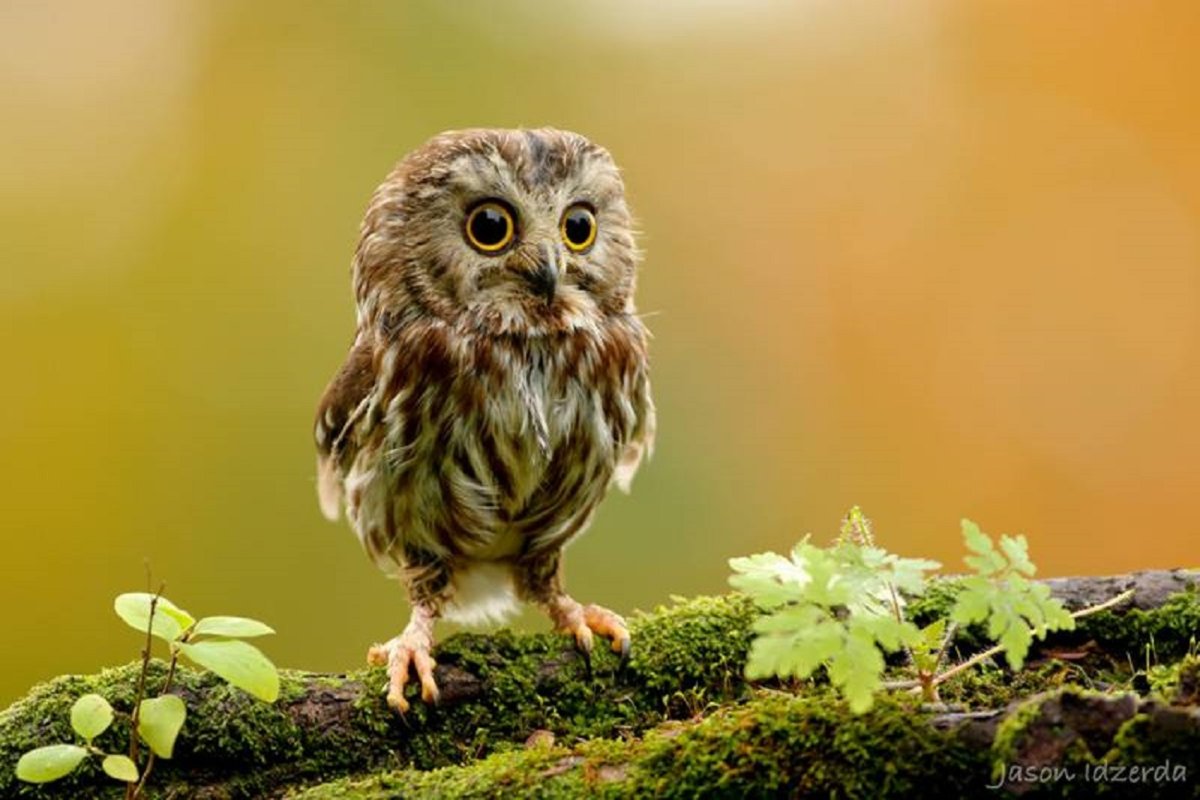 Сумасшедшая Сова