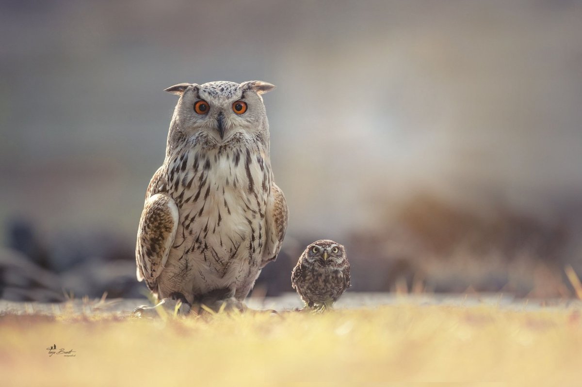 Сова сипуха голова