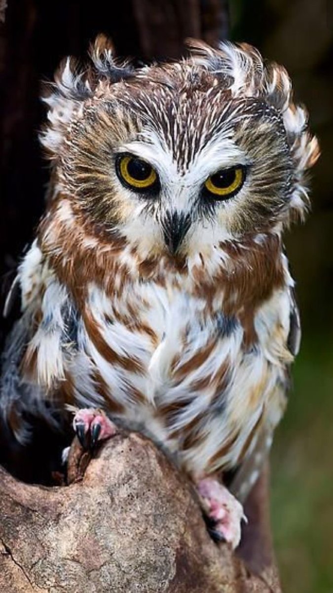 Хмурая Сова