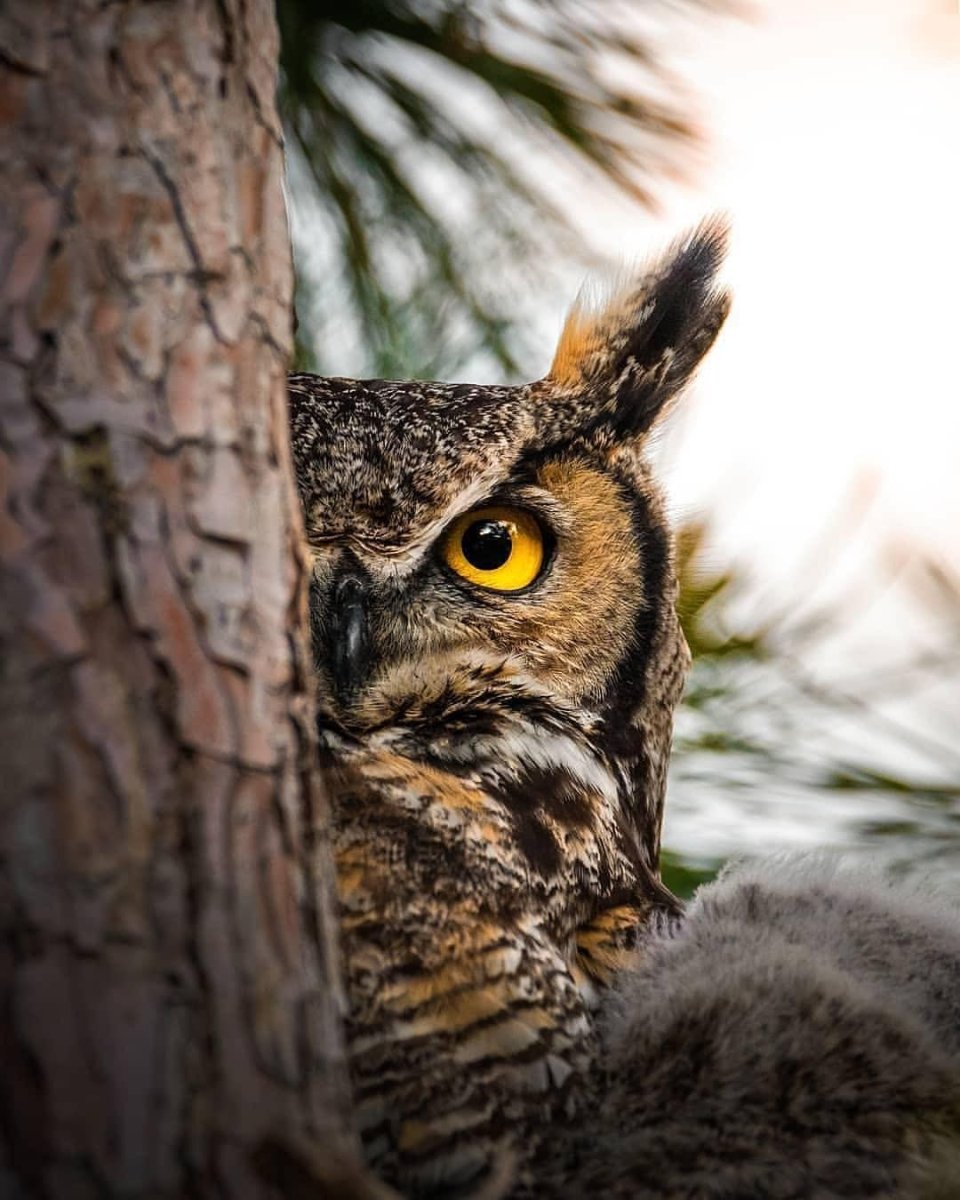 Сыч National Geographic