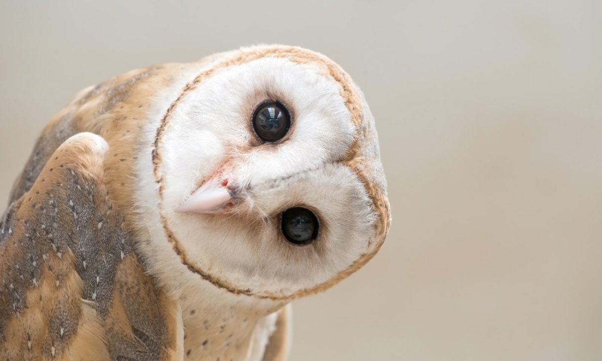 Бухой Совенок