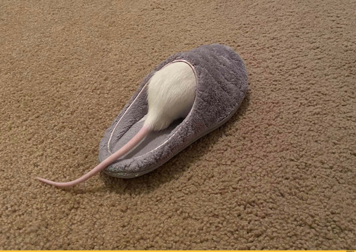 Крысиные тапки