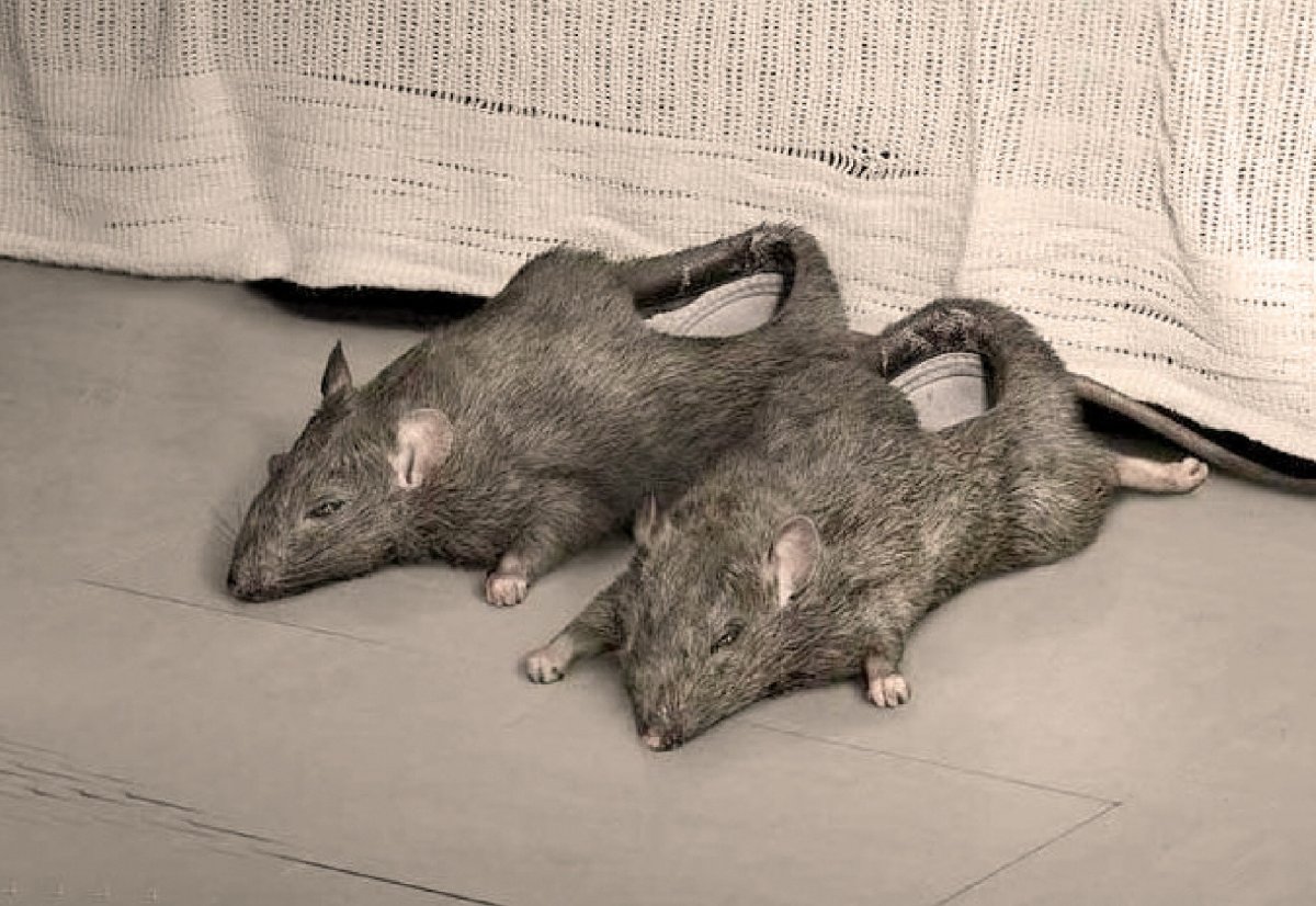 Тапочки в виде крыс