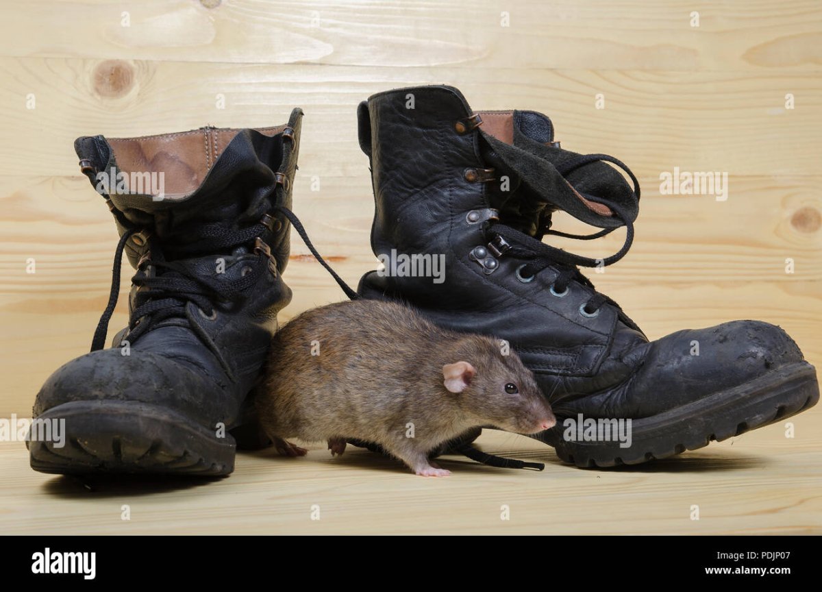 Крыса в сапогах