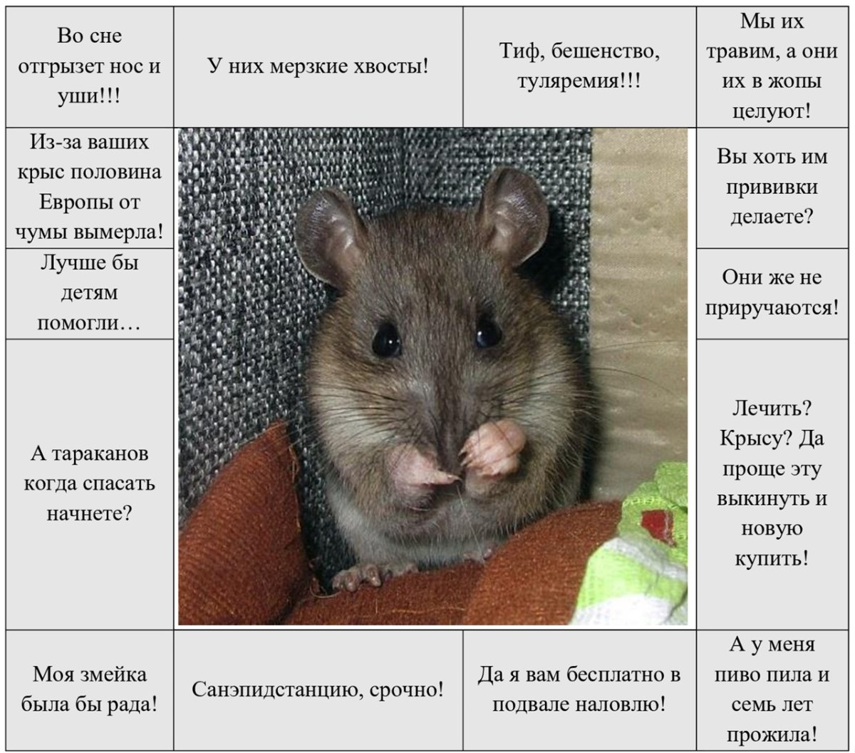 Кот на каблуках