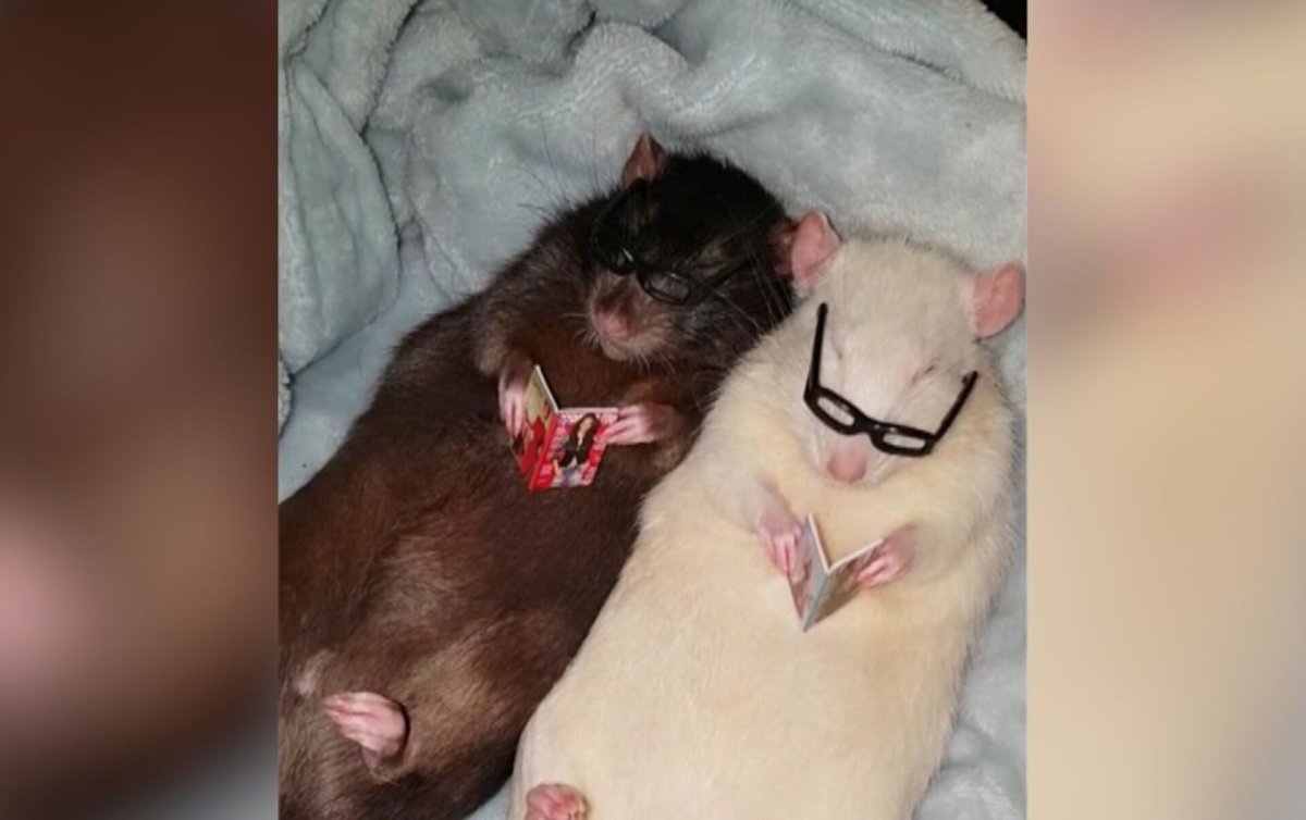 Гламурная крыса