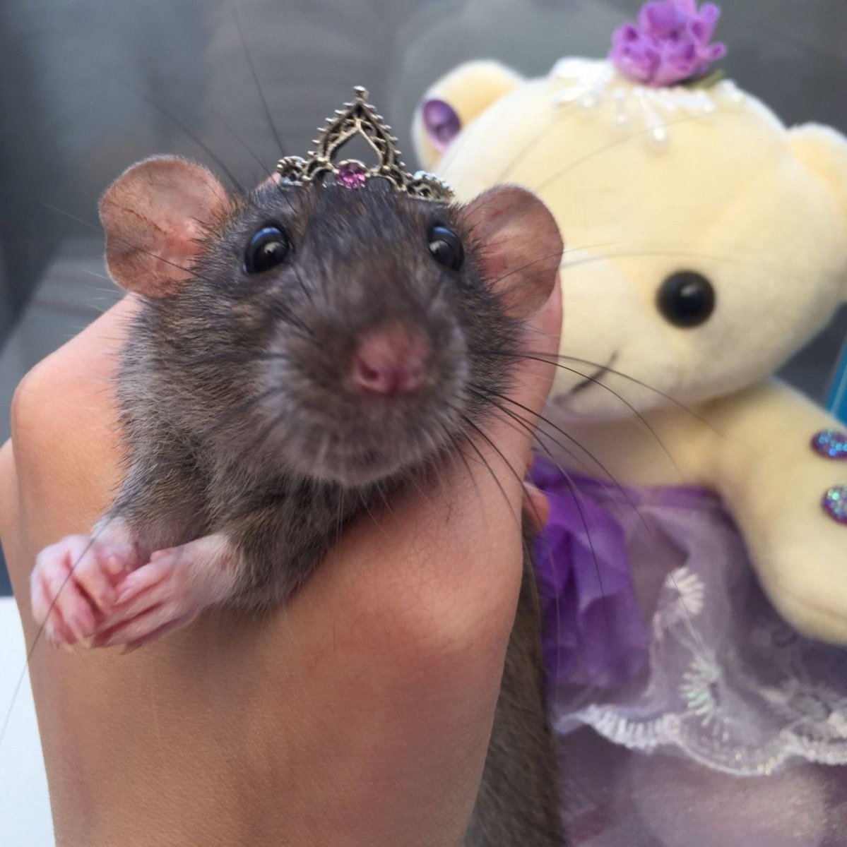 Туфли бешеный