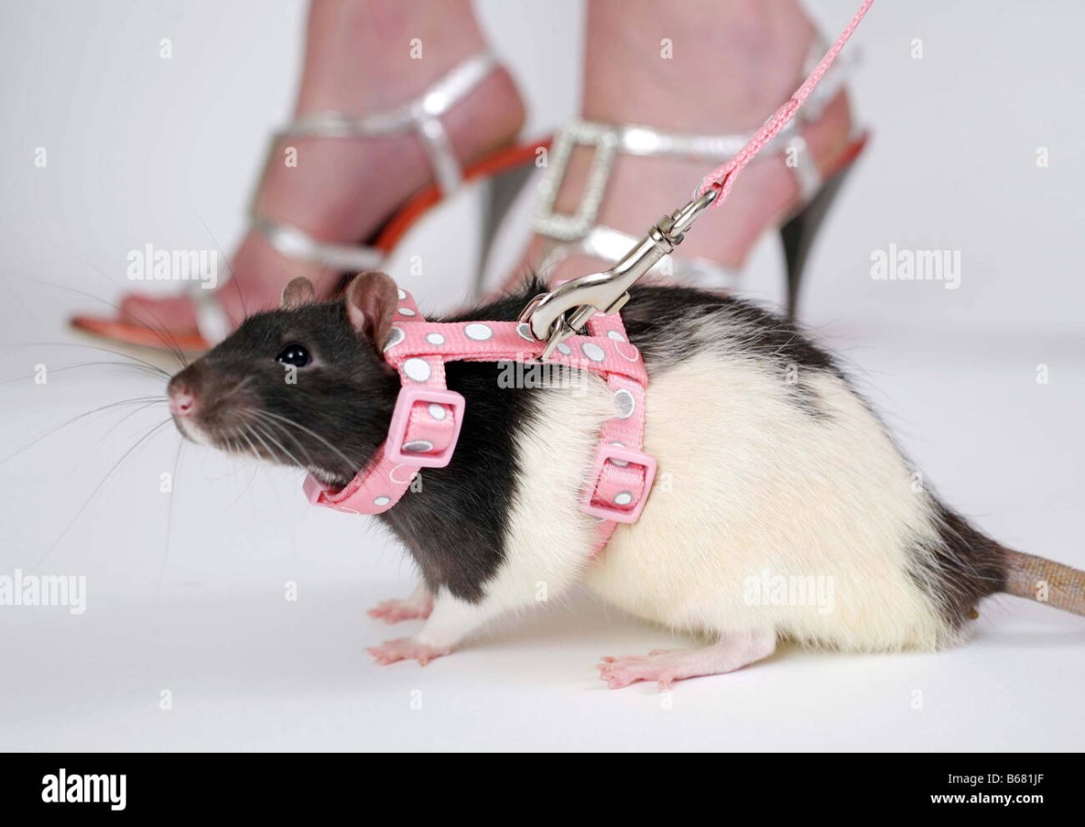 Антропоморфная Таксидермия