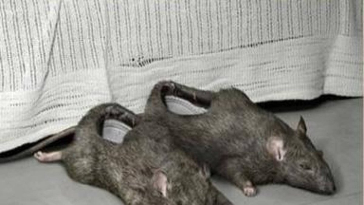 Тапочки в форме крысы