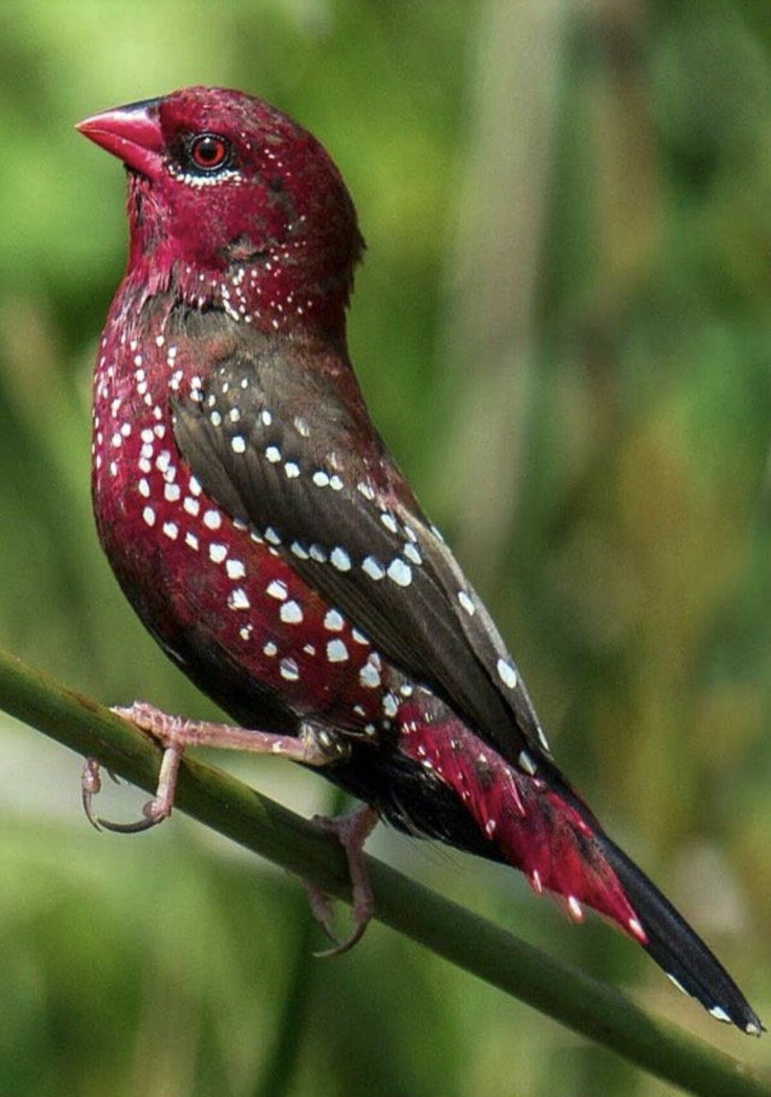 Краснохвостый астрильд