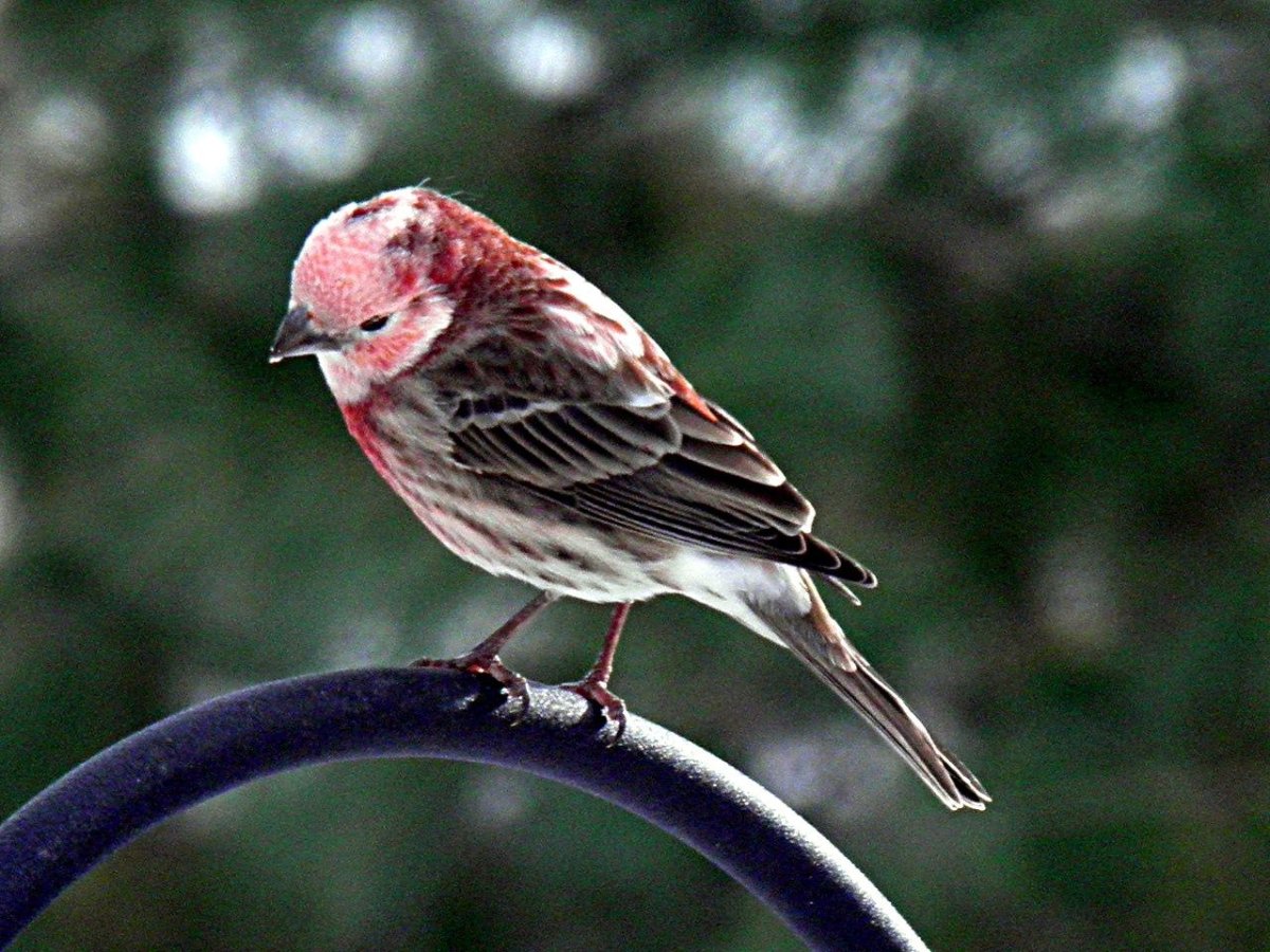 Обыкновенная чечевица Вьюрковые