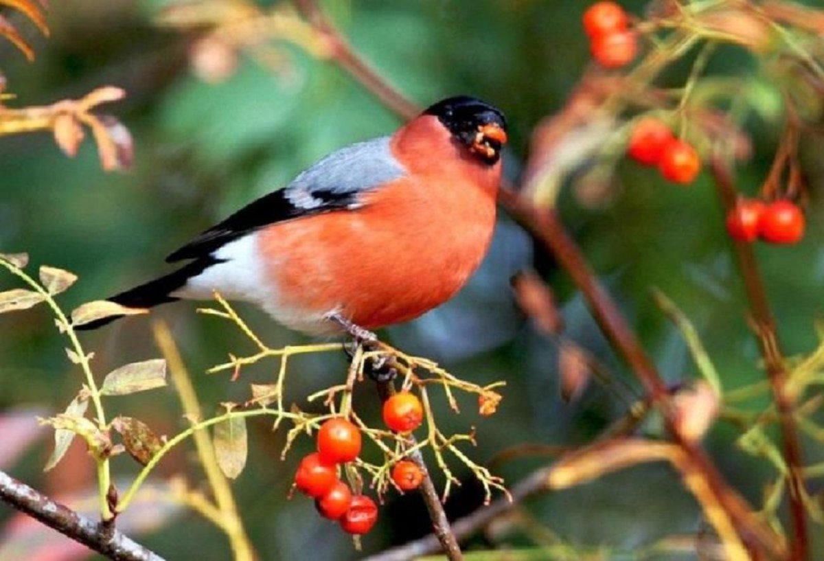 Красный Воробей чечевица