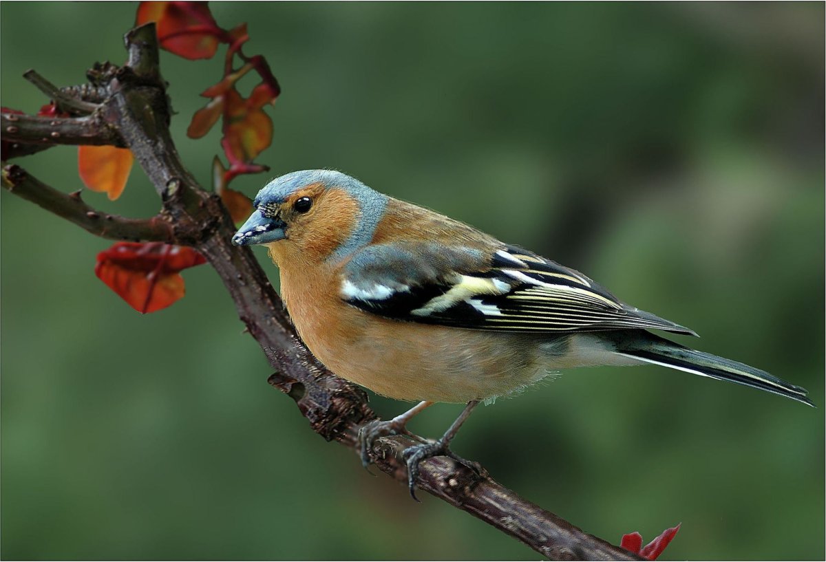 Вьюрковые Зяблик