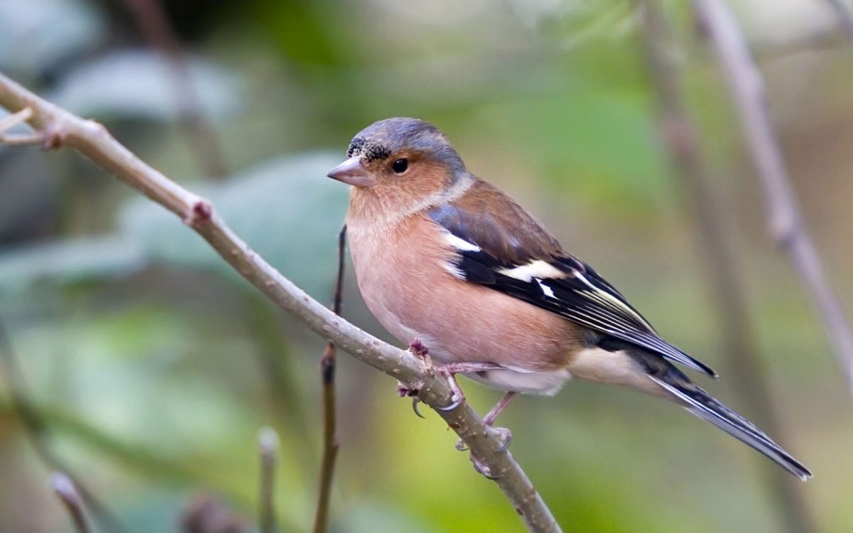 Кардинал в Красном Рафаэль