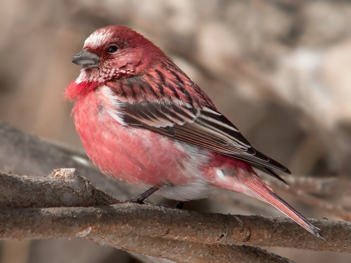 Red-Crested Cardinal