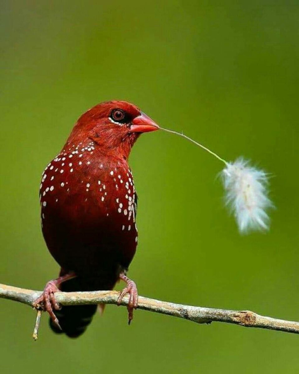 Вьюрковые Зяблик