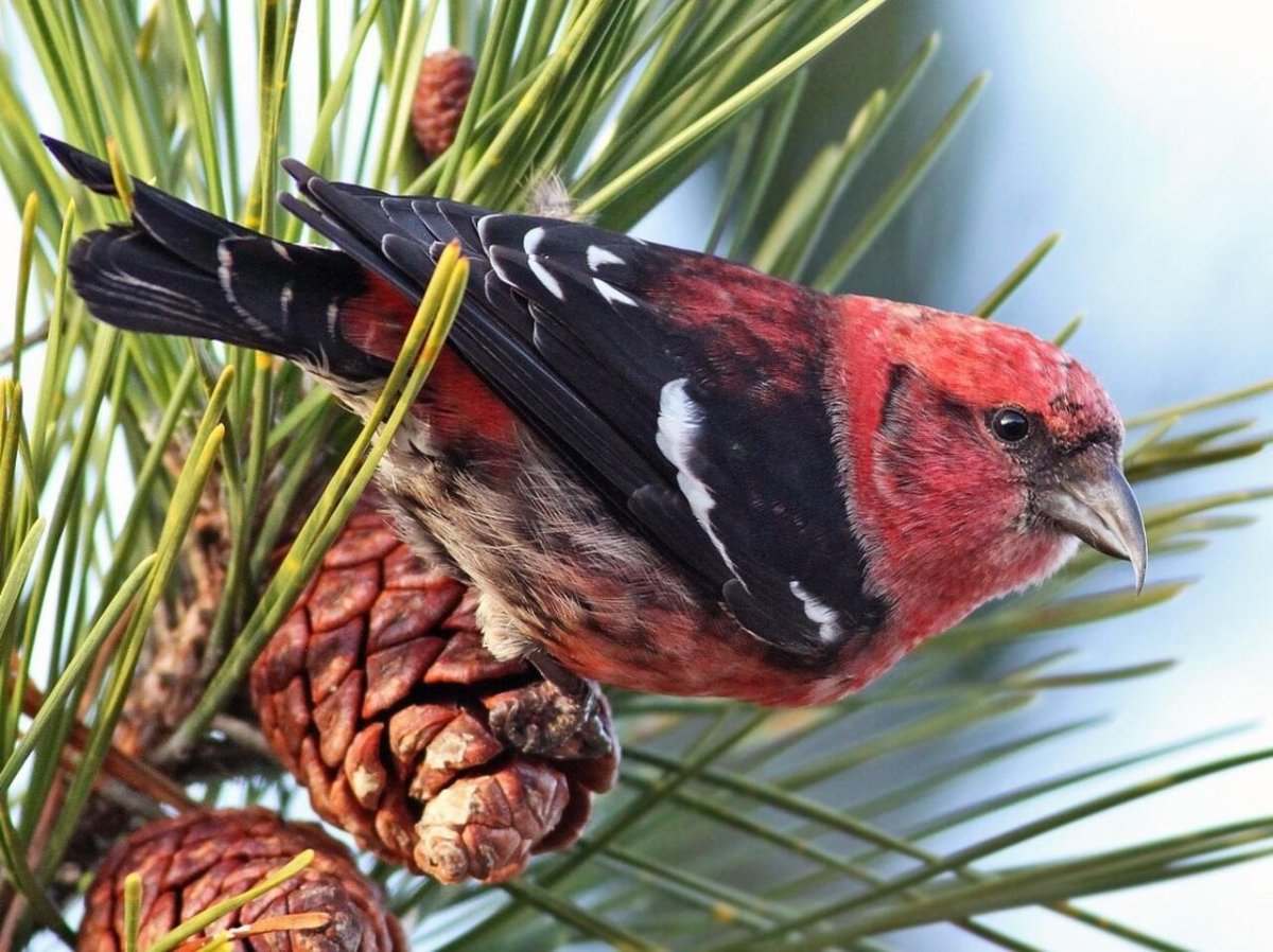 Сетка для птиц