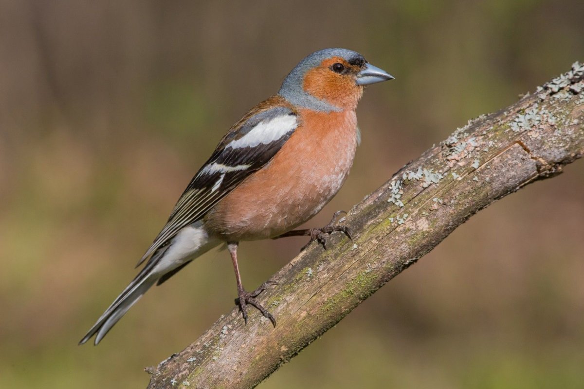 Птица Щур обыкновенный Щур