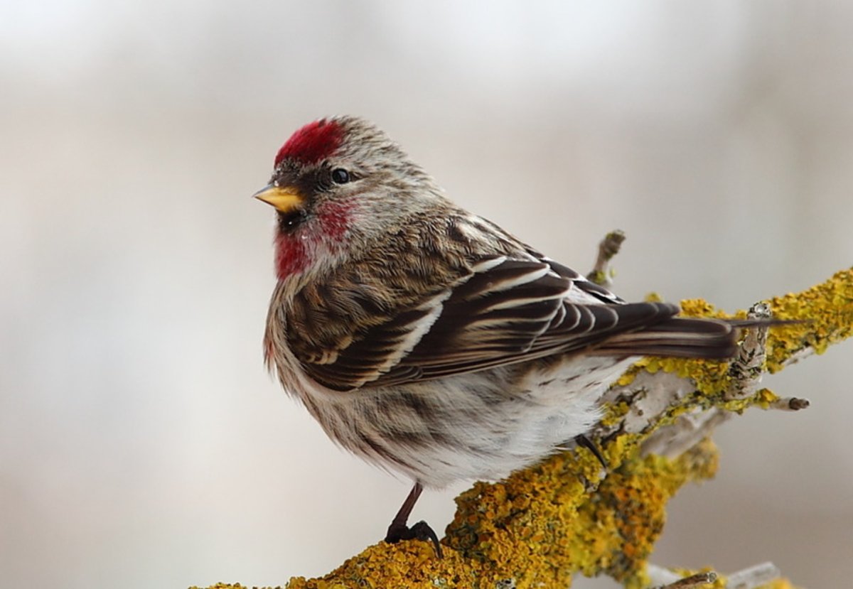 Птица с красной грудкой -Снегирь в Подмосковье