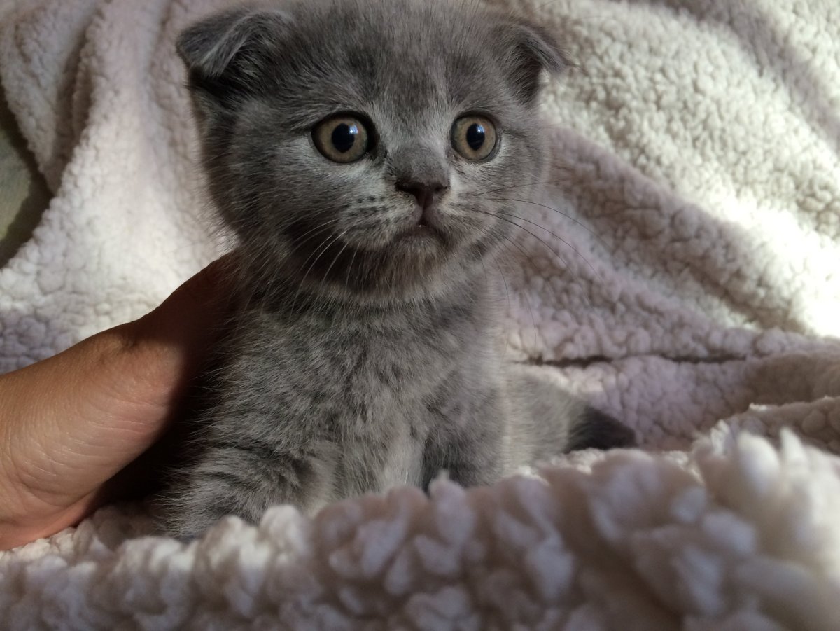 Британская кошка вислоухая голубая