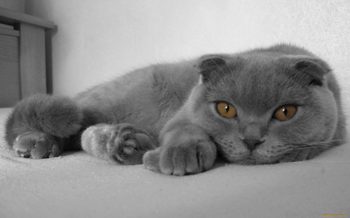 Голубая британка-фолд