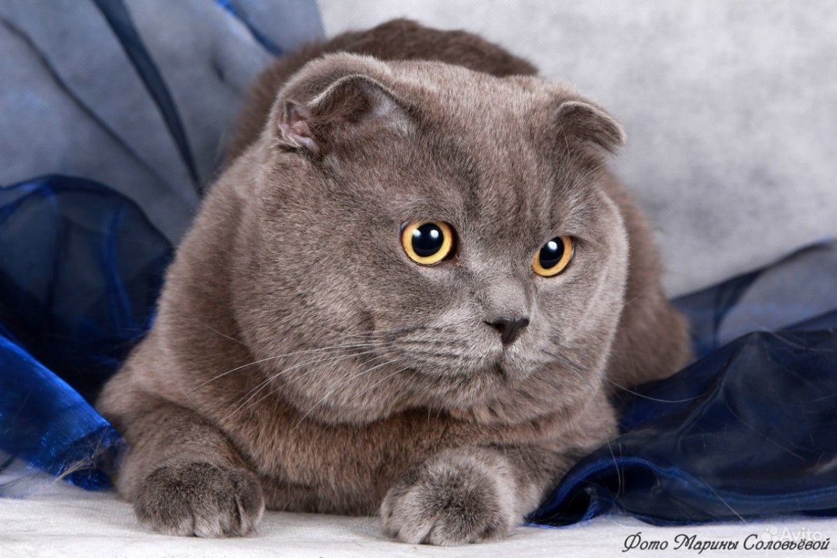 Котики милахи