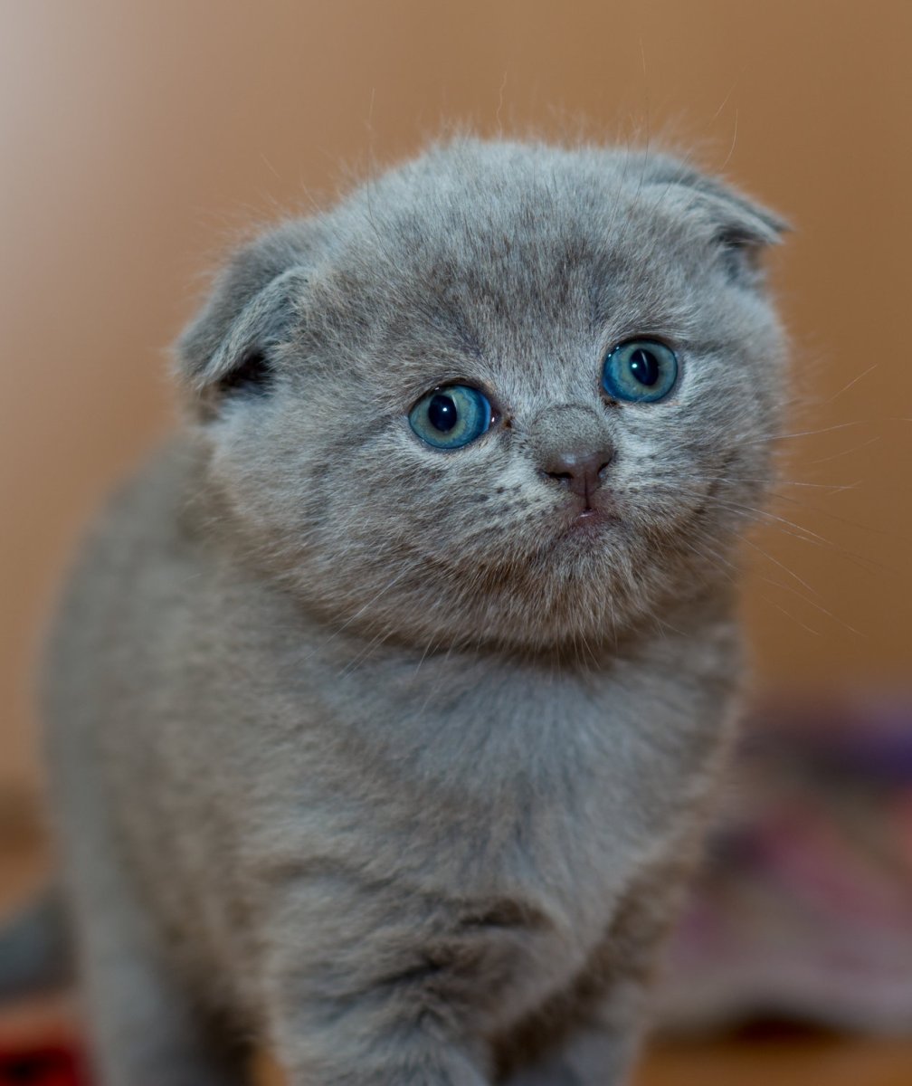 Шотландский вислоухий кот голубой