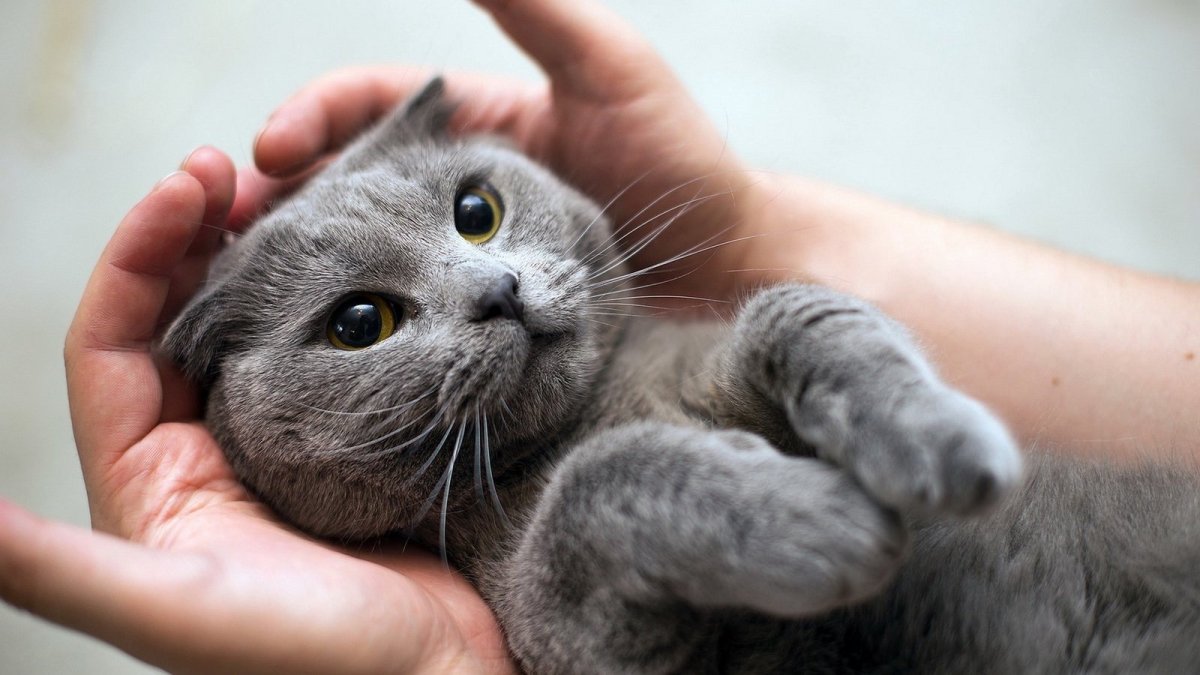 Дымчатая вислоухая кошка