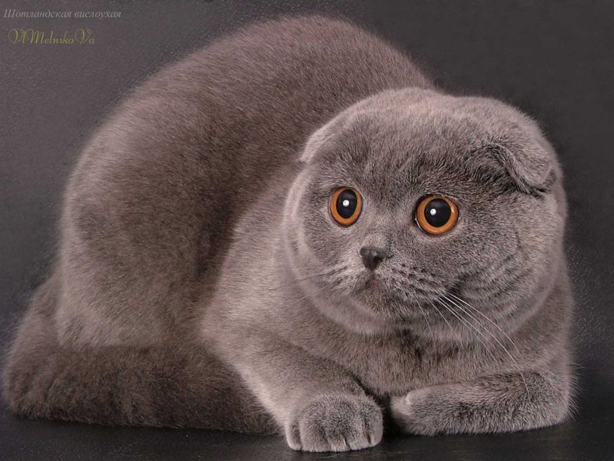 Котенок грустит