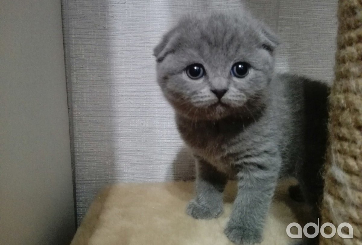 Скоттиш фолд