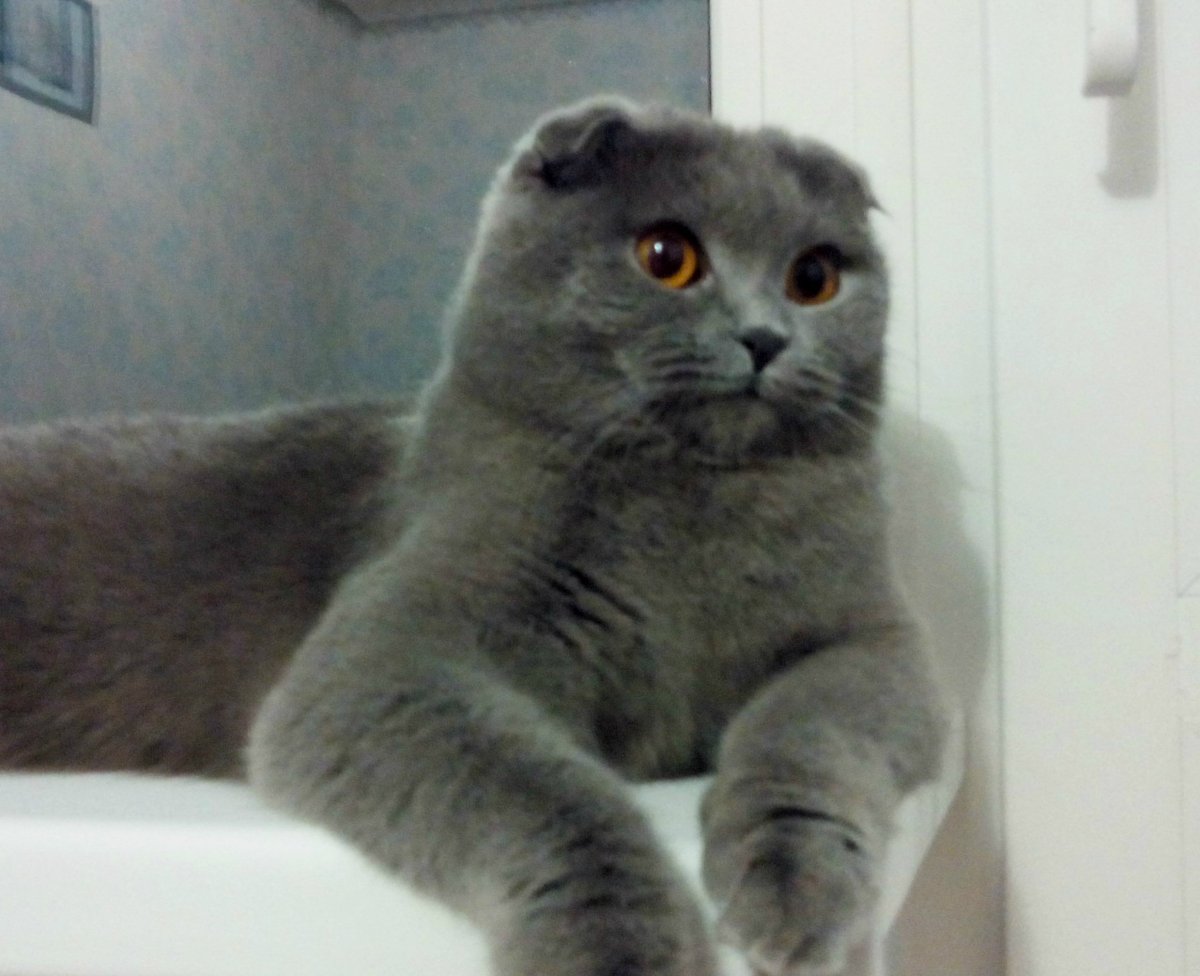 Картезианская кошка вислоухая