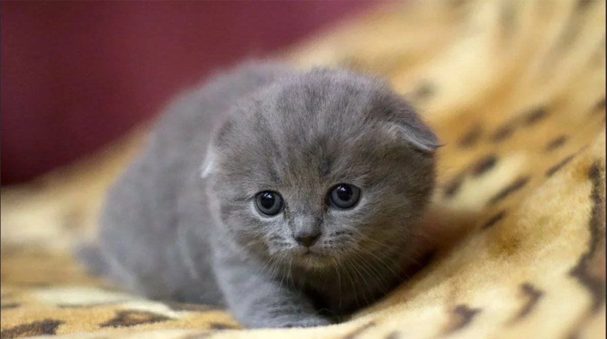 Шотландская вислоухая кошка злая