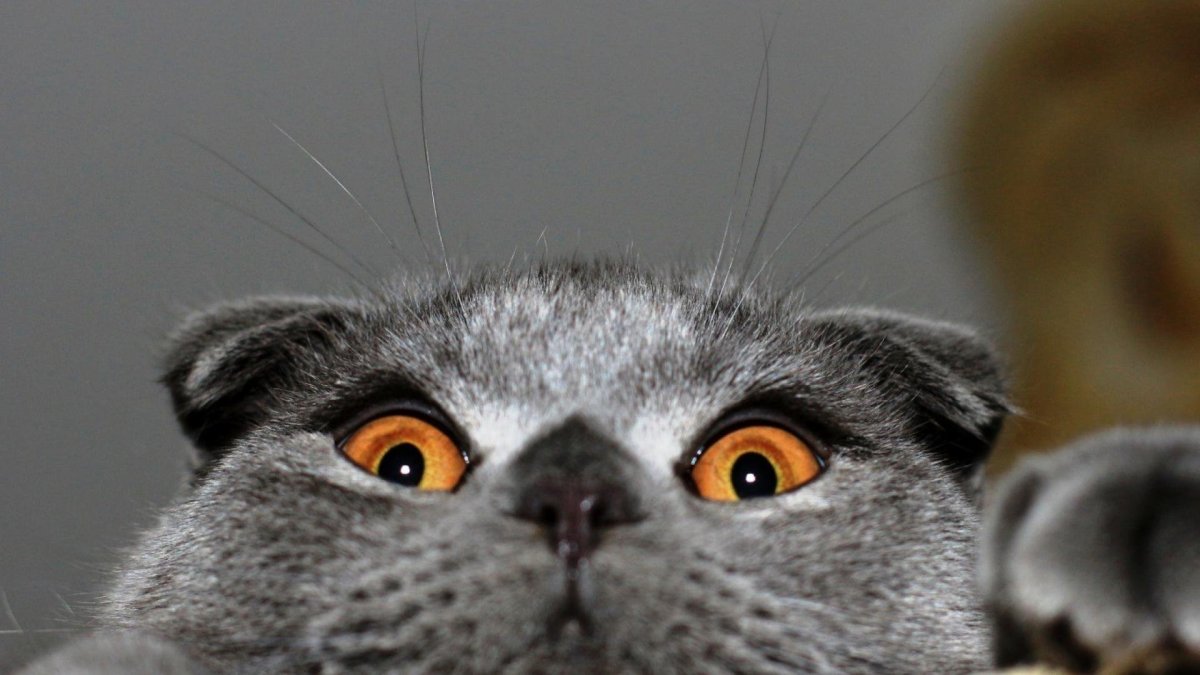 Вислоухий британец дымчатый