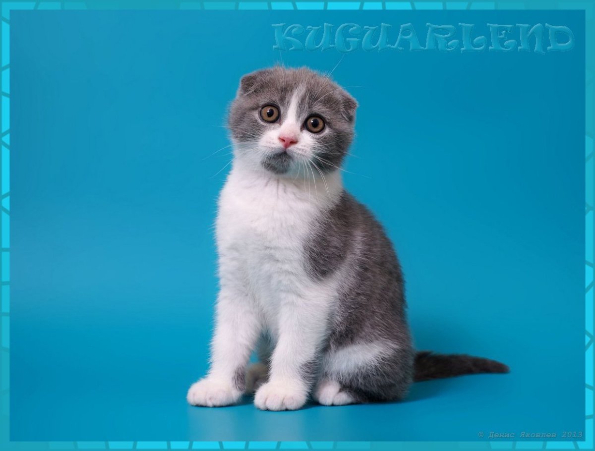 Упитанный скоттиш фолд